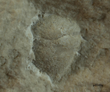 Goniodromites species