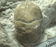 Tanidromites scheffnerae