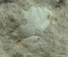 Goniodromites species