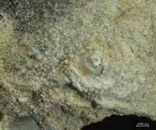 Echinoidea