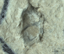Tanidromites species