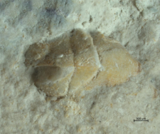 Goniodromitidae