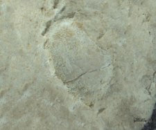 Goniodromites kubai