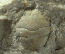 Goniodromites kubai