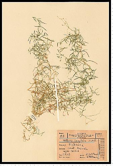 Stellaria longifolia Muhl. ex Willd.
