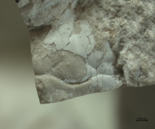 Tanidromites species