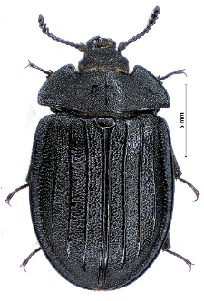 Peltis grossa (Linnaeus, 1758)