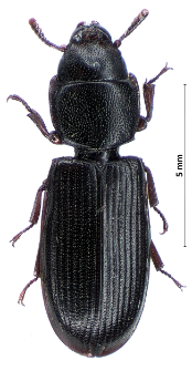 Tenebroides fuscus (Preyssler, 1790)