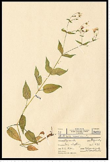 Stellaria nemorum L.
