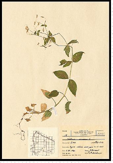 Stellaria nemorum L.