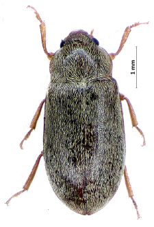 Byturus tomentosus (De Geer, 1774)