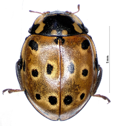 Anatis ocellata (Linnaeus, 1758)