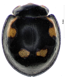 Exochomus quadripustulatus (Linnaeus, 1758)