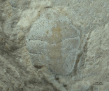 Goniodromites kubai
