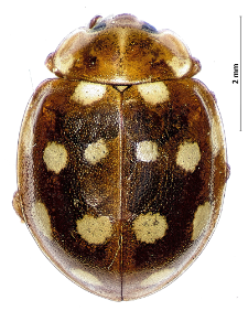 Calvia quatuordecimguttata (Linnaeus, 1758)