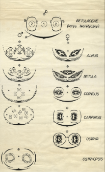 Betulaceae - rodzaje: Alnus, Betula, Corylus, Carpinus, Ostrya i Ostryopsis