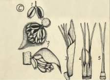 Carpinus betulus L.