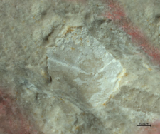 Goniodromites kubai