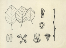 Alnus incana (L.) Moench.