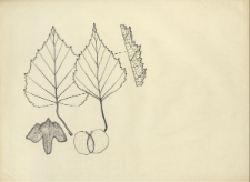 Betula obscura Kotula ex Fiek