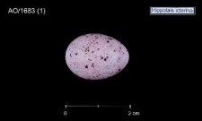 Hippolais icterina