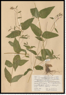 Epilobium montanum L.