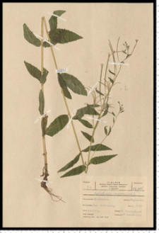 Epilobium montanum L.