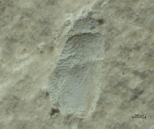 Goniodromites species