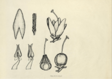 Calluna vulgaris (L.) Hull.