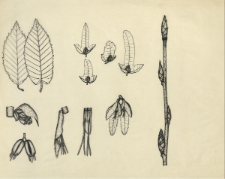 Carpinus betulus L.