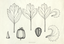 Crategus macrocarpa Hegetschw.
