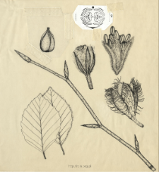 Fagus sylvatica L.