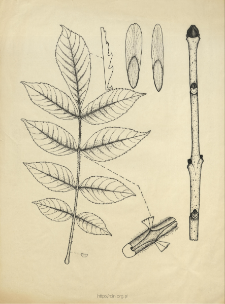 Fraxinus excelsior L.