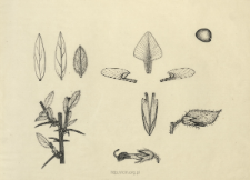 Genista germanica L.