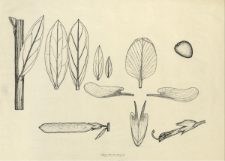 Genista tinctoria L.