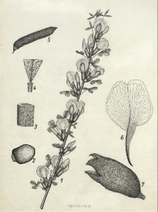 Chamaecytisus ruthenicus (Fisch. ex Wol.) Klask.