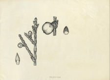 Juniperus sabina L.