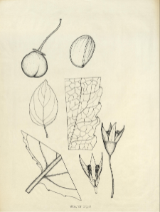 Rhamnus frangula L.