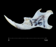 Mus musculus
