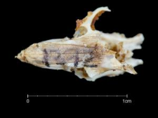 Mus musculus