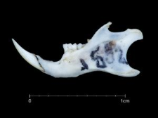 Mus musculus
