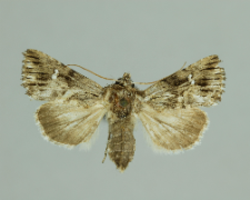 Calophasia lunula (Hufnagel, 1766)
