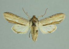 Cucullia thapsiphaga (Villers, 1789)