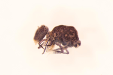 Dicyrtoma fusca