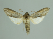 Cucullia umbratica (Linnaeus, 1758)