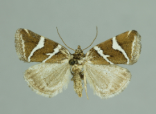 Deltote bankiana (Fabricius, 1775)