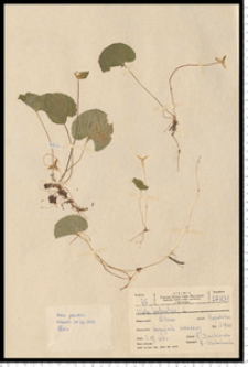 Viola palustris L.