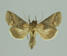 Abrostola triplasia (Linnaeus, 1758)