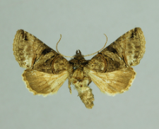 Abrostola tripartita (Hufnagel, 1766)