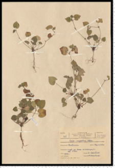 Viola rupestris F. W. Schmidt